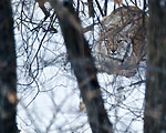 BB 10 0493 / Lynx lynx / Gaupe